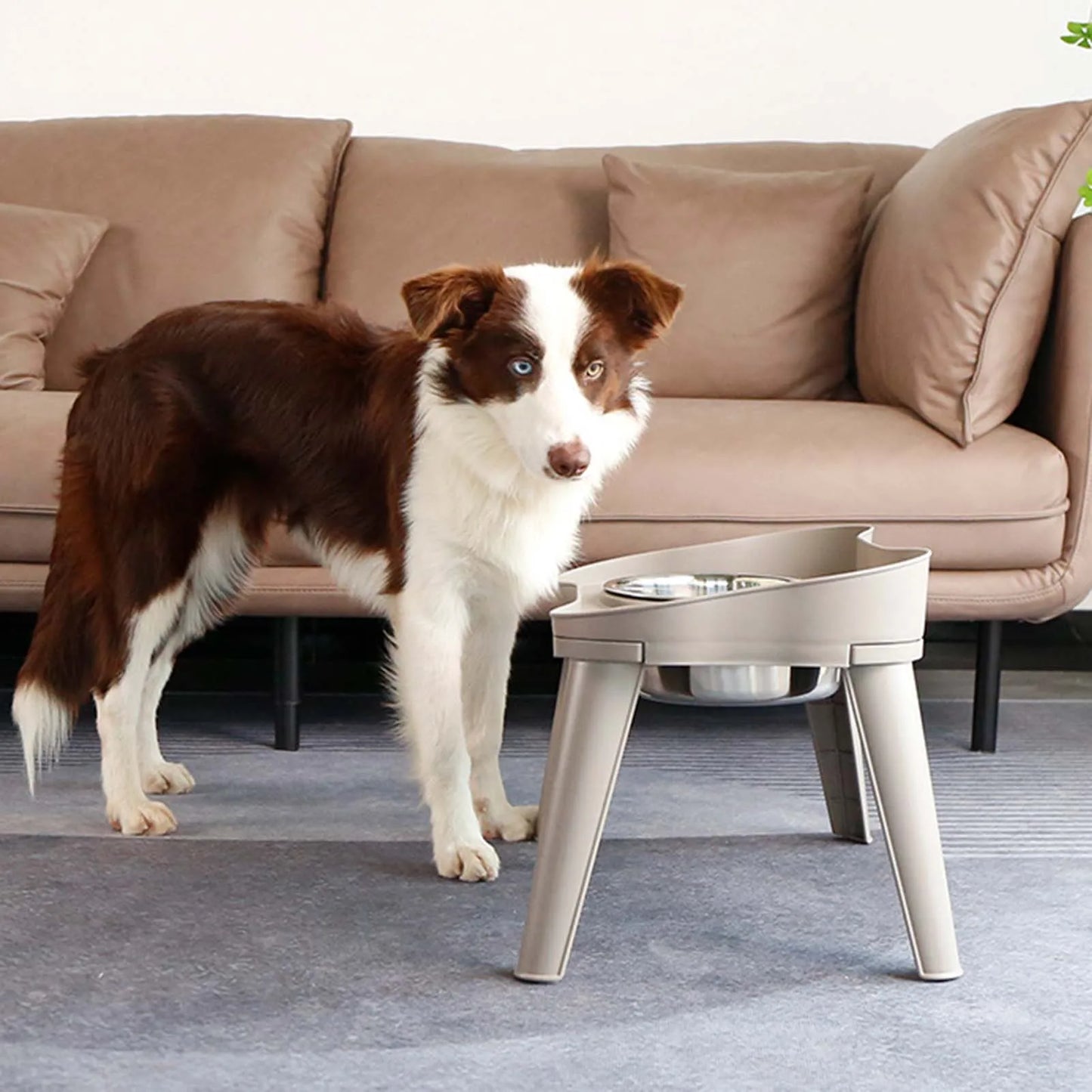Raised Stand Elevated Dog Feeder Non Slip No Spill Design Stainless Steel Bowl Pet Supplies