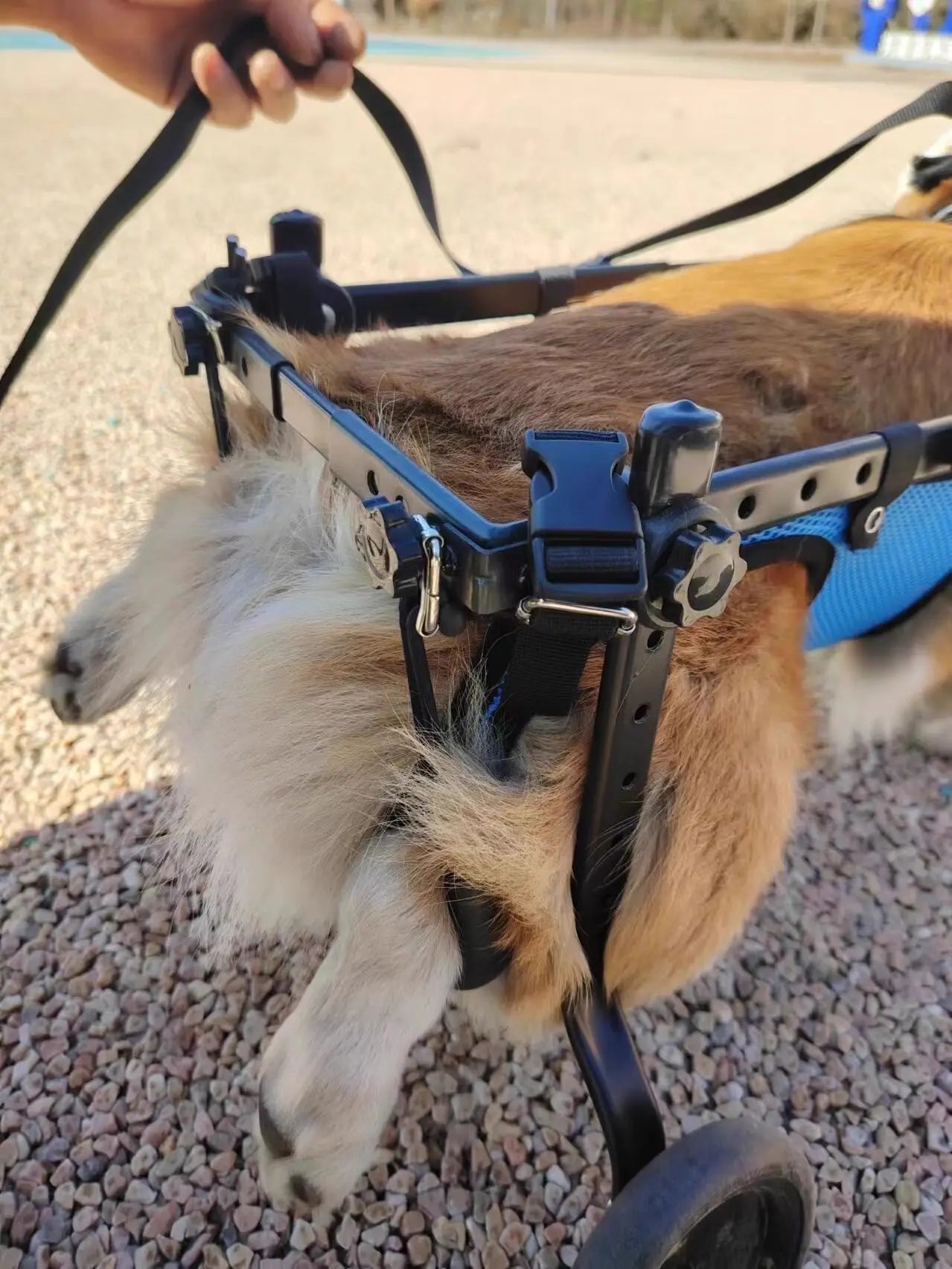Adjustable Dog Wheelchair For Hind Leg Paralysis Large