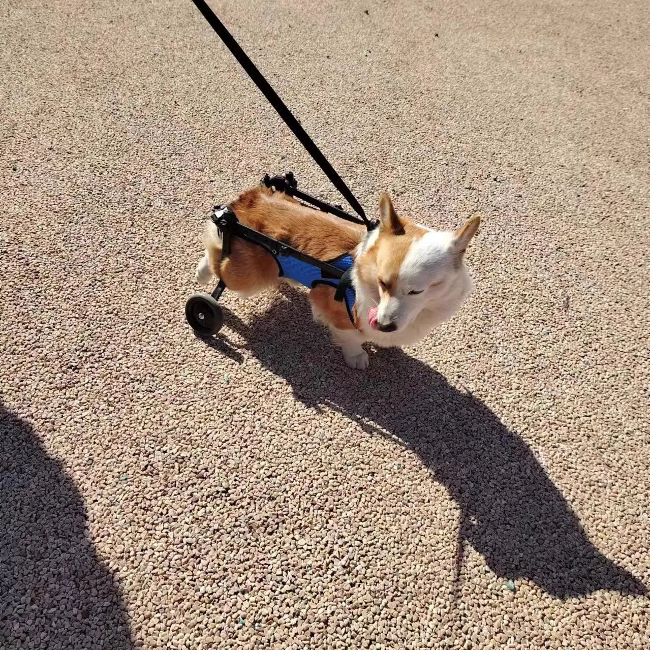 Adjustable Dog Wheelchair For Hind Leg Paralysis Large