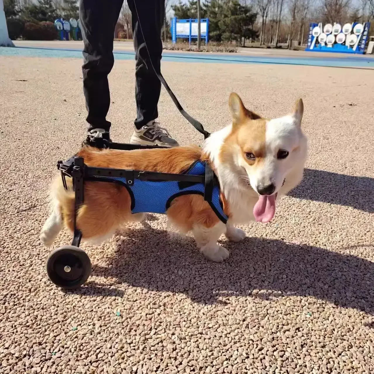 Adjustable Dog Wheelchair For Hind Leg Paralysis Large