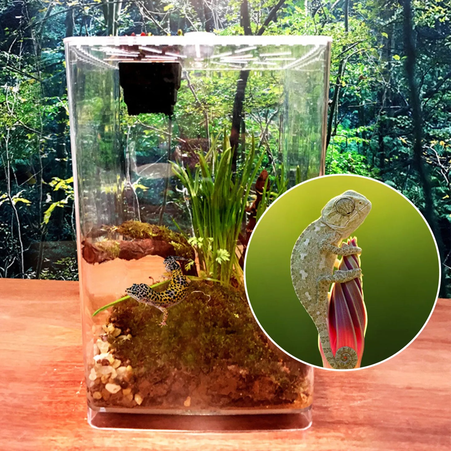 Large Acrylic Reptile Terrarium Gecko Lizard Enclosure