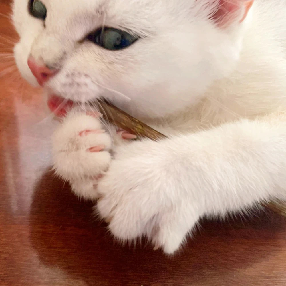 Natural Catnip Stick Cat Cleaning Teeth Molar Toothpaste Stick Silvervine Actinidia Fruit Cat Snacks Sticks Pet Cat Cleaning