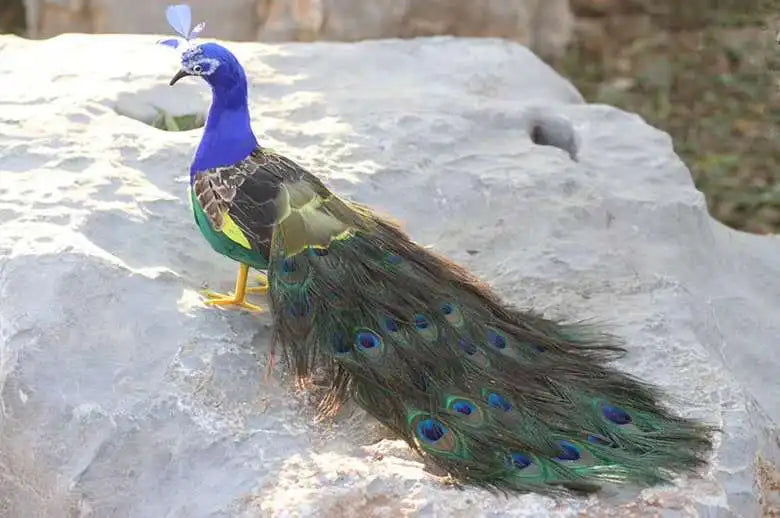 Peacock Real Life Model Foam and Feather Simulation 60cm