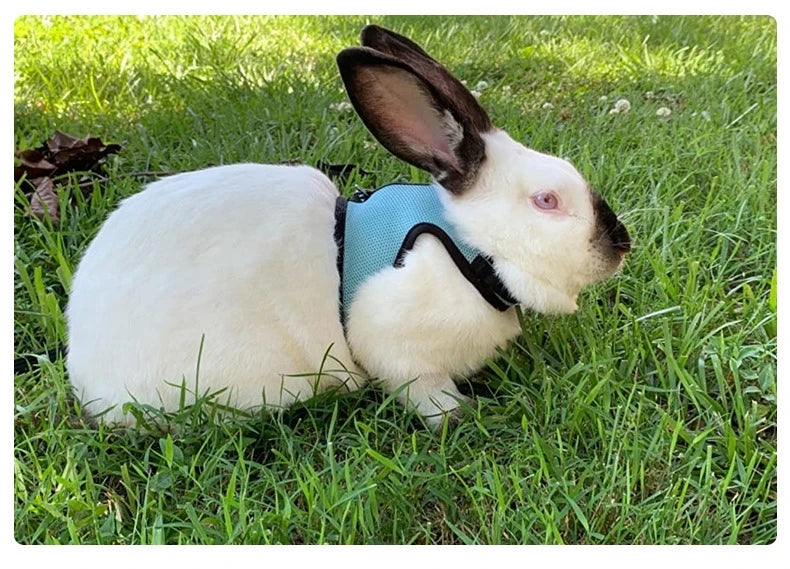 Rabbit Harness and Leash Set Bunny Pet Accessories Vest Harnesses Rabbit Leashes for Outdoor Walking Pets Supplies