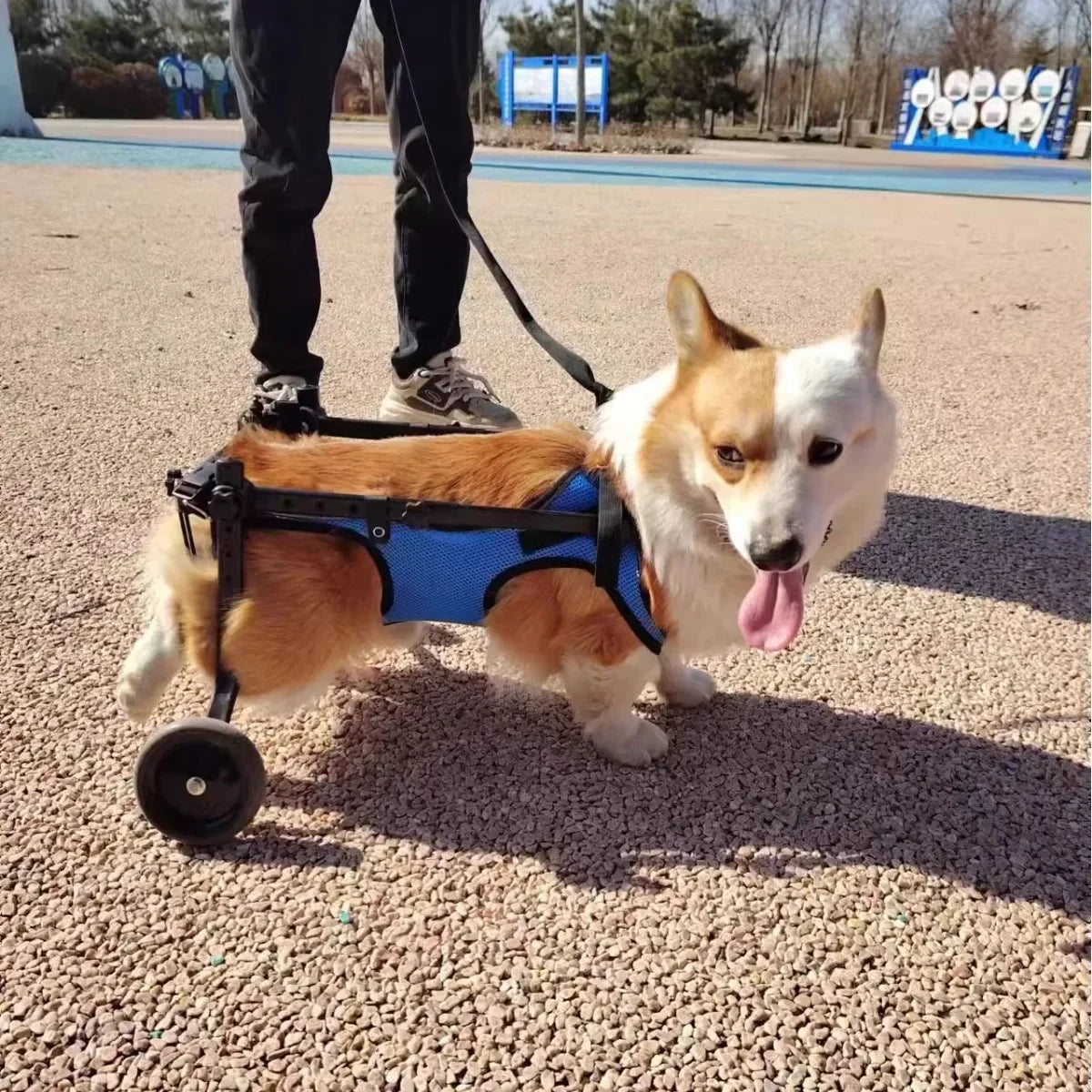Adjustable Dog Wheelchair For Hind Leg Paralysis Large