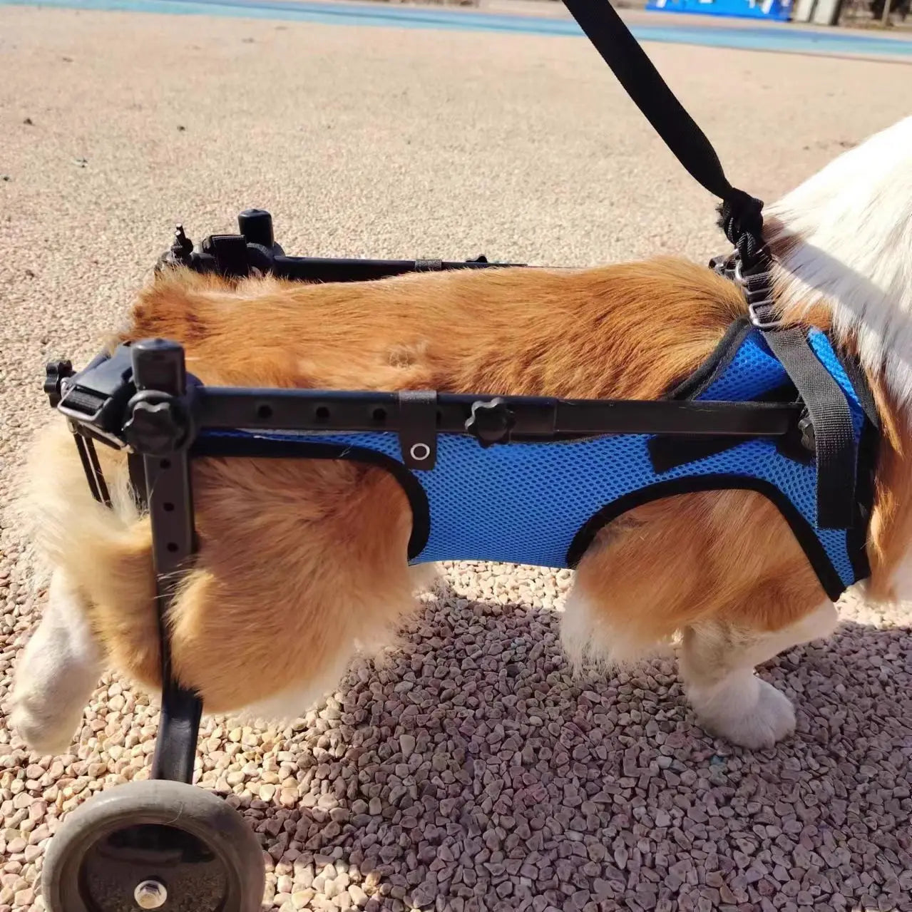 Adjustable Dog Wheelchair For Hind Leg Paralysis Large