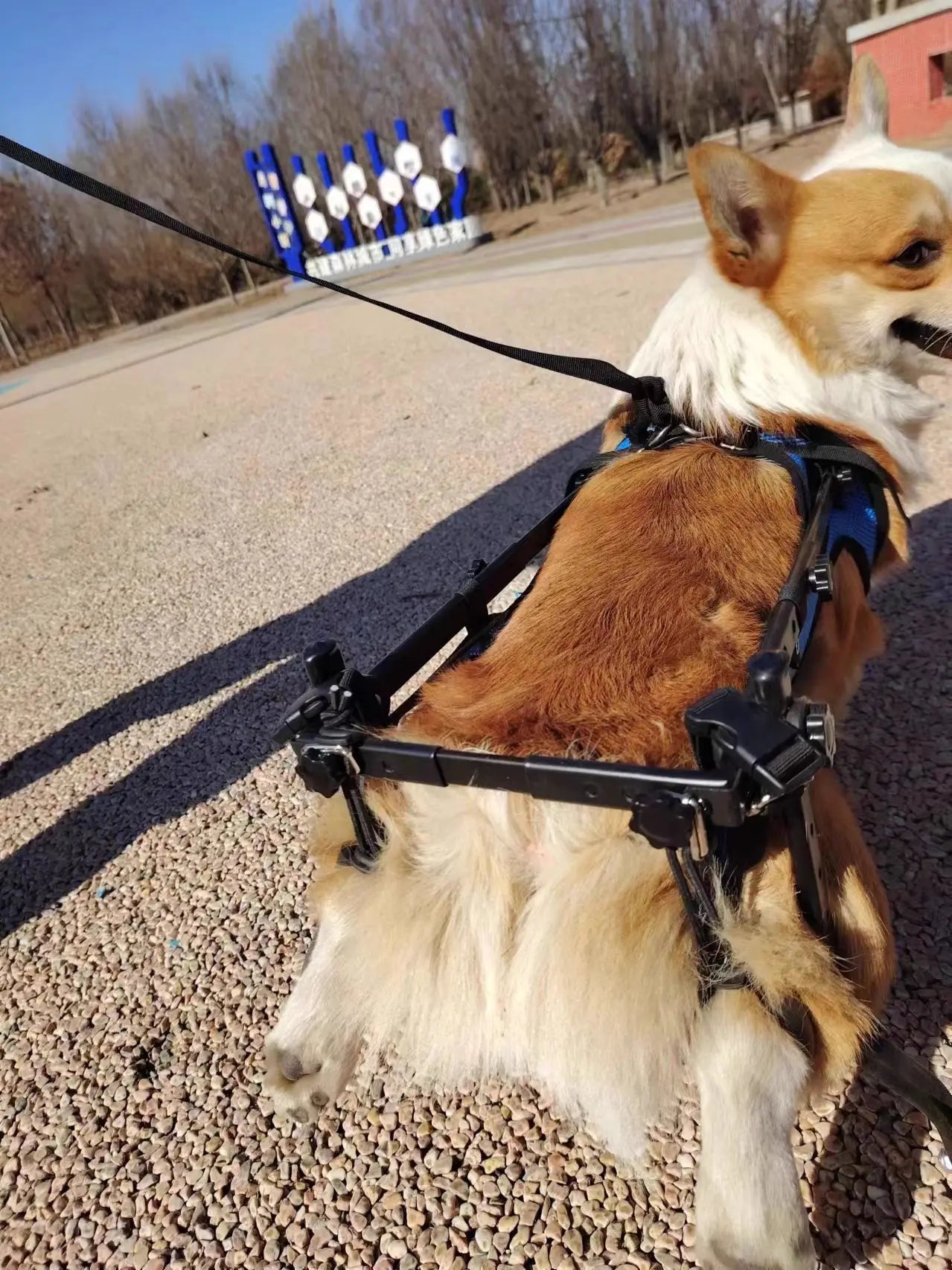Adjustable Dog Wheelchair For Hind Leg Paralysis Large