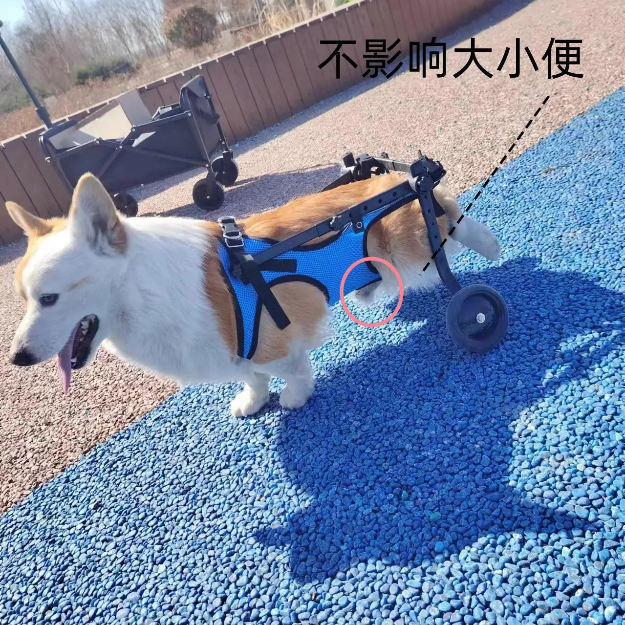 Adjustable Dog Wheelchair For Hind Leg Paralysis Large