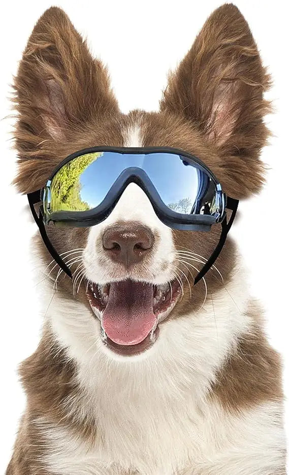 Breed Dog Goggles Anti UV Eye Protection For Dogs Outdoor