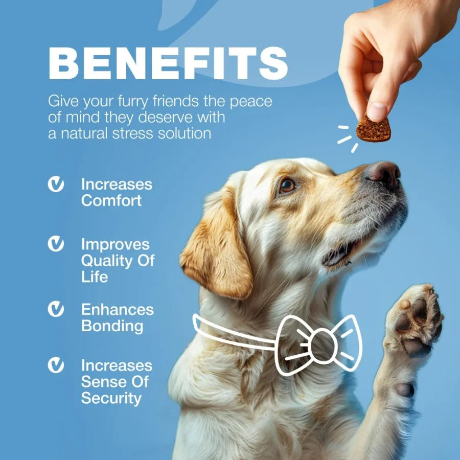 Hign-concerned Hemp Calming Chews Dogs Melatonin Anxiety