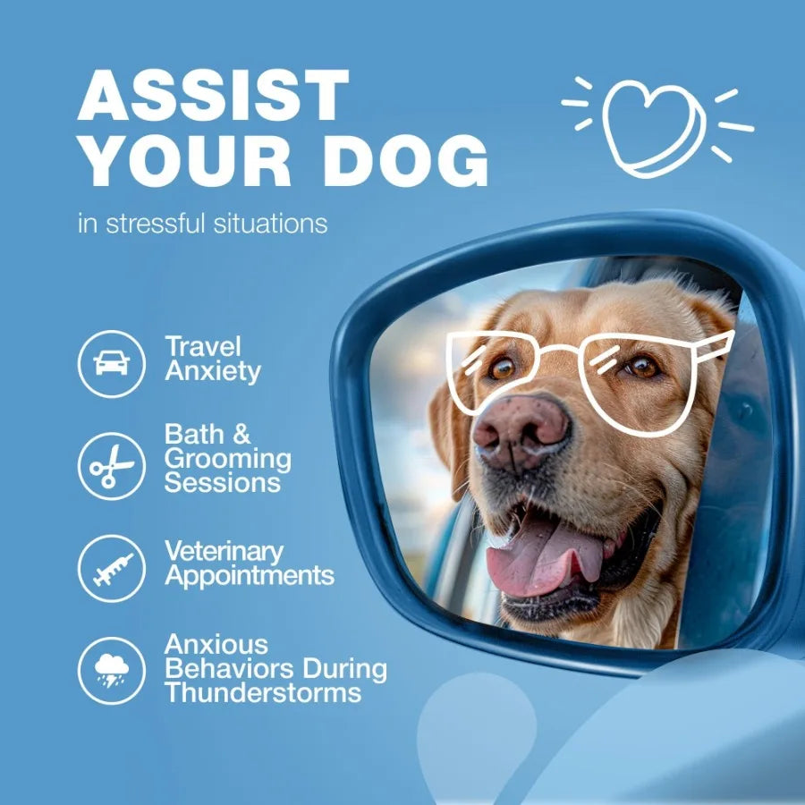 Hign-concerned Hemp Calming Chews Dogs Melatonin Anxiety