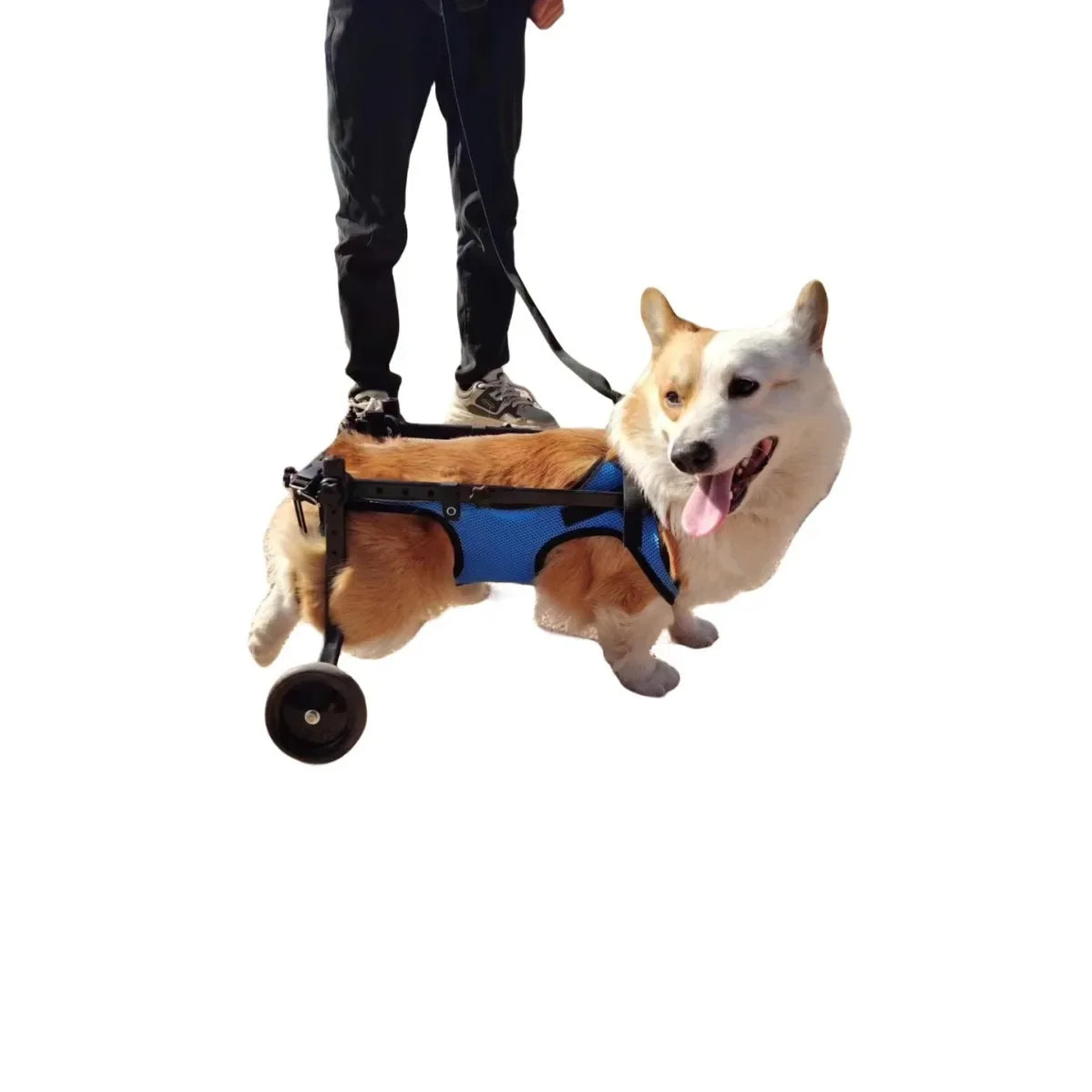 Adjustable Dog Wheelchair For Hind Leg Paralysis Large
