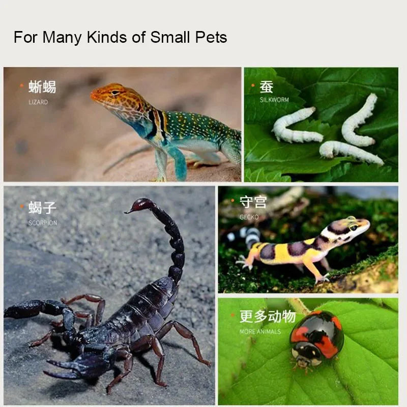 Choice Transparent Reptile Breeding Box For Lizards Insects Beetles Pet Habitat Acrylic