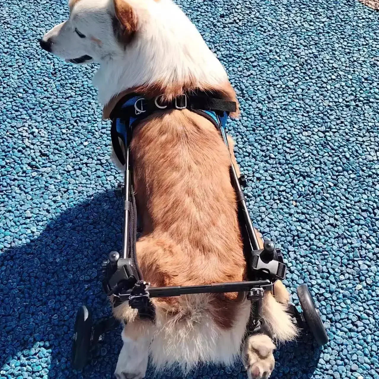 Adjustable Dog Wheelchair For Hind Leg Paralysis Large