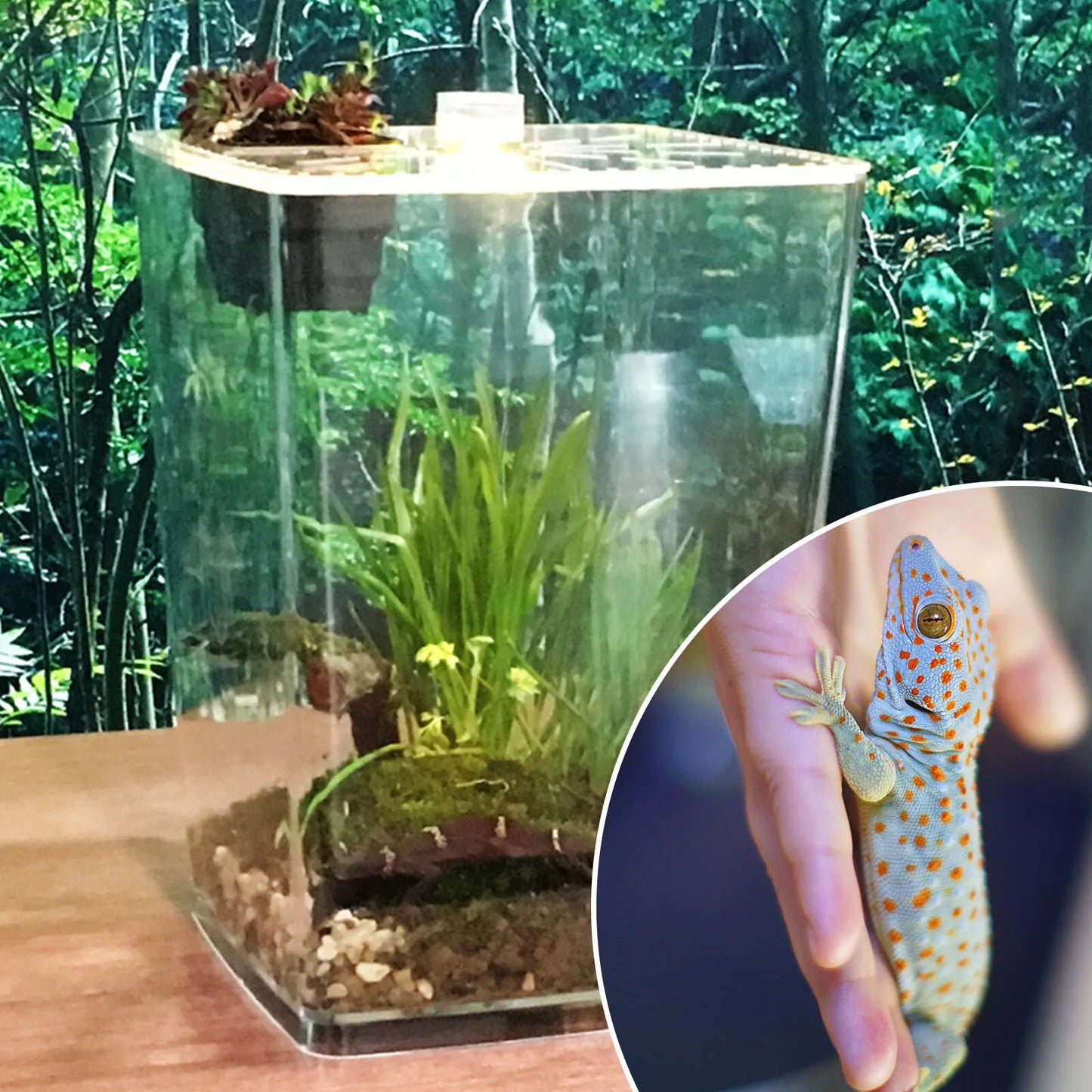 Large Acrylic Reptile Terrarium Gecko Lizard Enclosure