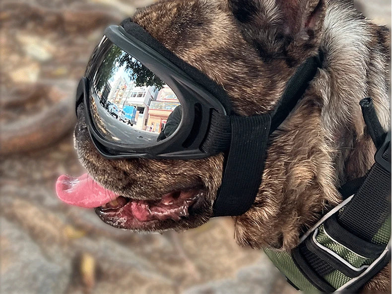 Outdoor Dog Goggles UV Protection For Large Dogs Windproof