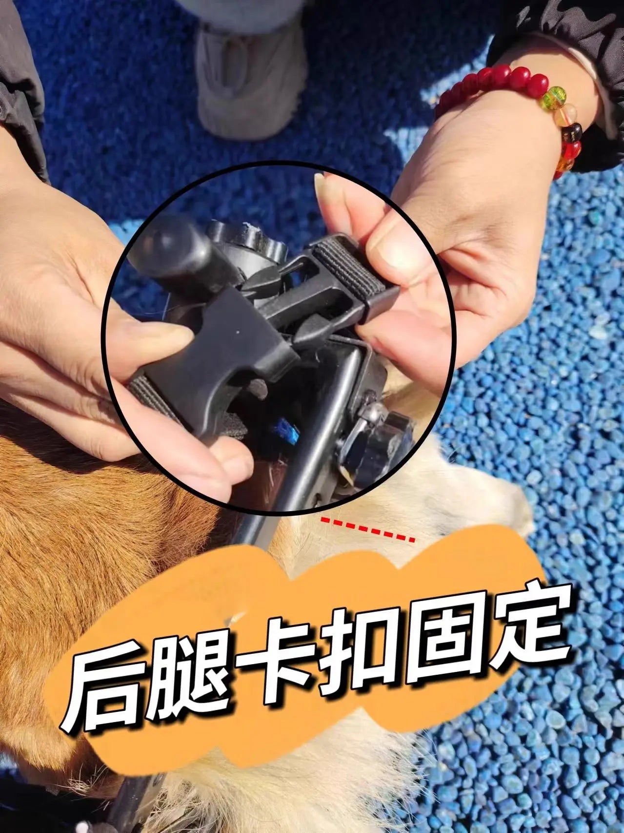 Adjustable Dog Wheelchair For Hind Leg Paralysis Large