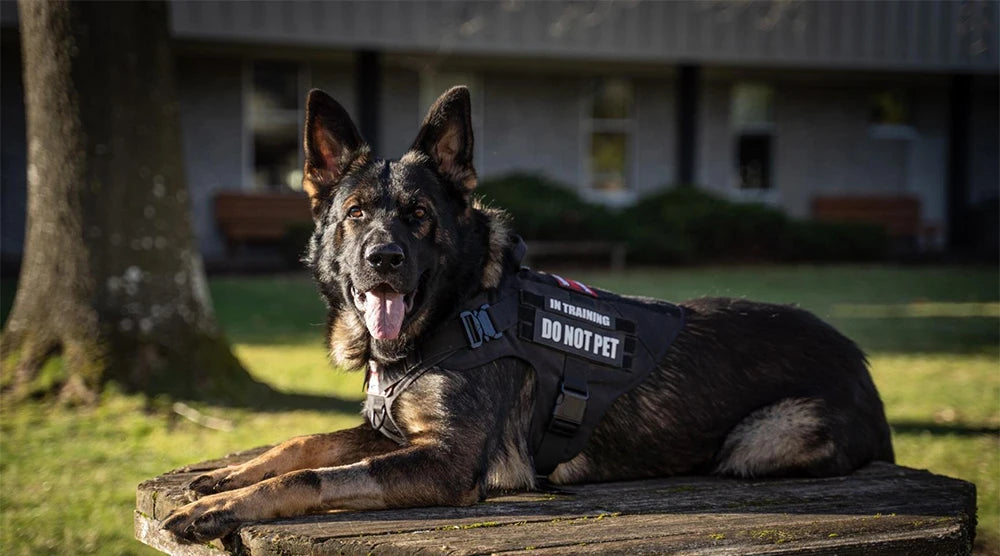 Military Dog Harness Leash Bags Set Pet Tactical Vest Harnesses Walking Training Hunting For Large Dogs German Shepherd