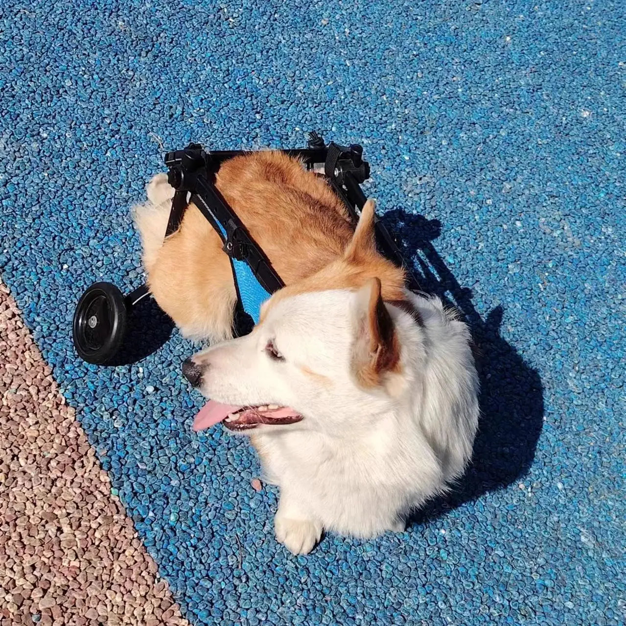 Adjustable Dog Wheelchair For Hind Leg Paralysis Large