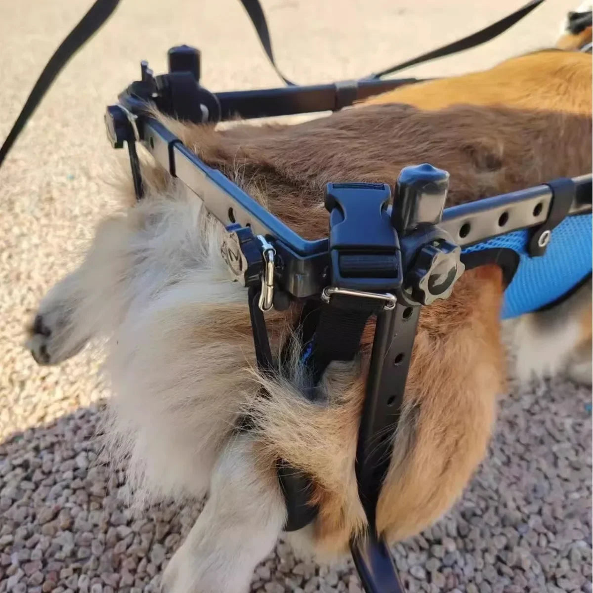 Adjustable Dog Wheelchair For Hind Leg Paralysis Large